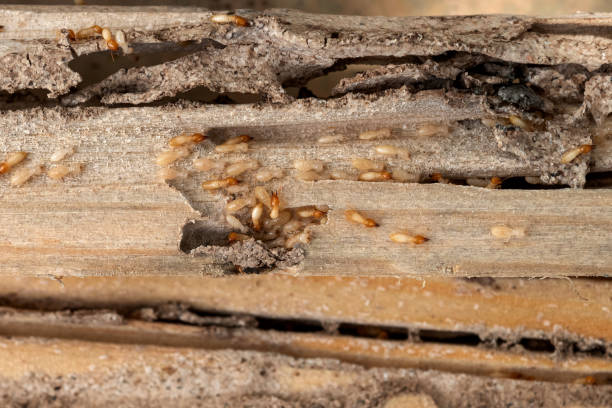 Best Best Pest Control Companies  in Kenmore, WA